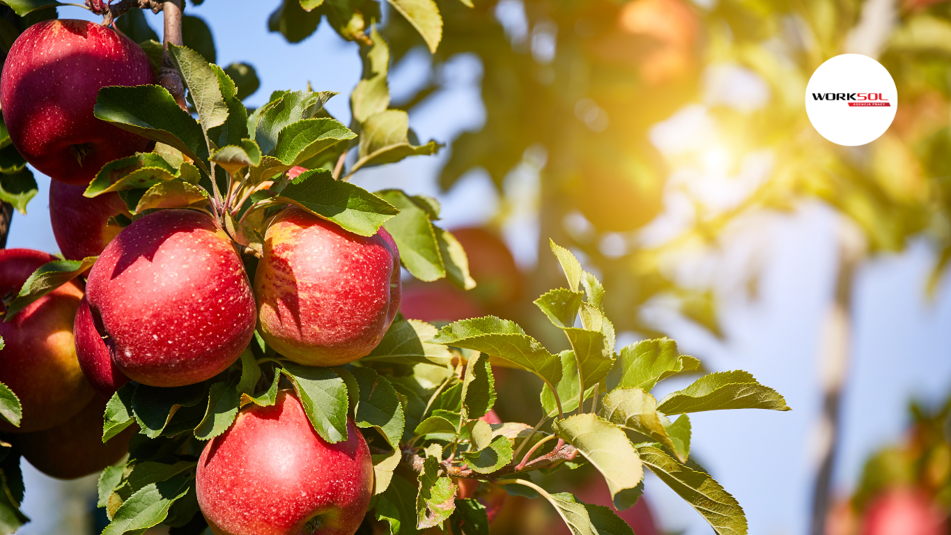 Harvests Without Workers? Polish Agriculture Facing a Migration Crisis